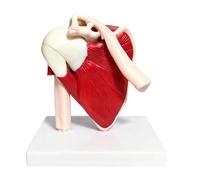 Modello anatomico in PVC, per l'apprendimento, modelli muscolosi delle articolazioni della spalla, per insegnanti, uomini, donne, ragazzi, ragazze, giovani, insegnamento, dimostrazione