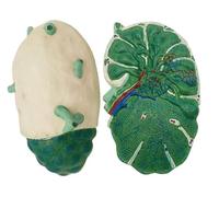 Modello anatomico ingrandito del linfonodo umano | Modello didattico di biologia anatomica della struttura linfonodale con struttura chiara, for la visualizzazione didattica