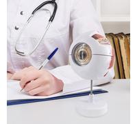 Modello Anatomico Ingrandito Dell'occhio Umano, Modello Didattico, Accurato