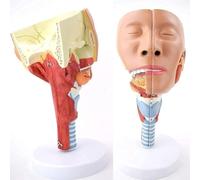 Modello anatomico laringeo del muscolo faringeo umano, anatomia faringea mostra bocca naso lingua struttura modello didattico, 2 parti staccabili, for la ricerca medica
