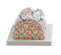 Modello anatomico liscio multiuso del muscolo liscio modello anatomico del muscolo per l'istruzione e la dimostrazione dell'aula Anatomia del PVC