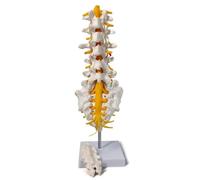 Modello anatomico lombare, parte lombosacrale con sacro e nervi spinali, copia didattica for esposizione didattica medica Stampi didattici