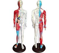 Modello anatomico maschile da 60 cm con lettere relative all'anatomia muscolare e agopuntura, con punti di pressione e meridiani, per l'insegnamento e la formazione