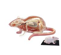 Modello anatomico medico 4D, modello anatomico di ratto, modello anatomico di topo con 29 organi e parti del corpo staccabili. Ottimo per la didattica. Modello anatomico medico per l'educazione.