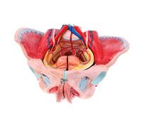 Modello Anatomico Medico del Bacino Femminile (1: 1), Vasi, Muscoli E Nervi con Occhiali, Legamenti E Organi.