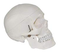 Modello Anatomico Medico del Cranio Γ Modello Anatomico del Cranio Umano A Grandezza Naturale Γ Modello Umano in PVC Γ per La Visualizzazione di Uno Studio Medico