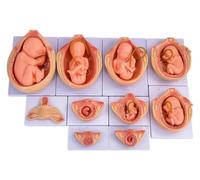 Modello anatomico medico del processo di sviluppo fetale di 9 mesi, set didattico for embrioni a grandezza naturale da 10 pezzi