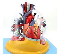 Modello Anatomico Medico della Trachea Vascolare Dell'albero Tracheobronchiale del Polmone - Modello Anatomico Dell'organo Umano del Modello del Cuore - per L'ausilio alla Formazione