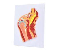 Modello anatomico medico dell'articolazione del muscolo scheletrico Modello dell'articolazione della spalla umana Scheletro didattico for ausilio didattico Stampi didattici