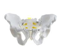 Modello anatomico medico dello scheletro del bacino femminile e maschile for l'educazione e l'insegnamento dell'anatomia umana(Male)