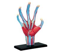 Modello anatomico Medico di Scheletro della Mano con Muscoli, legamenti, nervi e vasi sanguigni, 28 Parti, a grandezza Naturale, Ideale per l'educazione del paziente