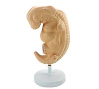 Modello Anatomico Medico For Modello Fetale Embrionale Di Gravidanza Di Quattro Settimane - Modelli Scientifici Anatomici In Gravidanza For Esposizione Di Studio, Naturale