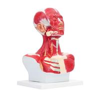 Modello Anatomico Medico Muscolo Toracico Della Testa E Del Collo Umano, Modello Anatomico Del Nervo Vascolare Muscolare Del Collo Del Viso For L'allenamento Del Viso In Micro Plastica, Chirurgia