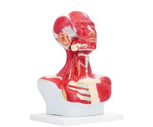 Modello Anatomico Medico Muscolo Toracico Della Testa E Del Collo Umano, Modello Anatomico Del Nervo Vascolare Muscolare Del Collo Del Viso For L'allenamento Del Viso In Micro Plastica, Chirurgia