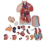 Modello anatomico Modelli anatomici, Modello del Corpo Umano, Modello Mini Torso Umano da 17 Pollici con 23 Parti Rimovibili, Strumenti dimostrativi per l'aula di scienze, Visualizzazione re