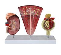 Modello anatomico Modelli anatomici, Modello di Rene Umano con ghiandola surrenale, 150x | Include Lo Strumento didattico per l'anatomia della ghiandola surrenale e dei nefroni per L'Ufficio