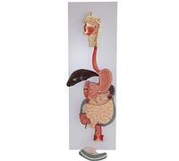 Modello anatomico Modello anatomico Corpo, Modello del Sistema digestivo Umano, Alto 32", con metà Rimovibile dello Stomaco e Colon trasverso per dimostrazioni didattiche, esperimenti Medici