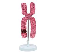 modello anatomico, Modello anatomico degli organelli della meiosi - Esperimento didattico Supporto Struttura submicroscopica medici for scopi didattici