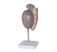 modello anatomico, Modello anatomico degli organi riproduttivi maschili for studi medici, sussidi didattici, attrezzature di laboratorio scientifiche dimostrative