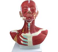 Modello anatomico, Modello anatomico dei Muscoli della Testa e del Collo Umani - Sangue dell'arteria carotide - con Indi