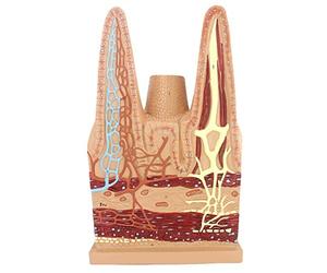 modello anatomico, Modello anatomico dei villi dell'intestino tenue umano - Modelli scientifici di anatomia umana, modello apparato in PVC dipinto for l'anatomia, supporto didattico dimostrativo