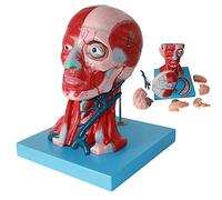 Modello anatomico, Modello anatomico del cervello a grandezza naturale, testa del nervo vascolare del muscolo del collo e modello anatomico del viso for lo strumento educativo dell'ufficio medico