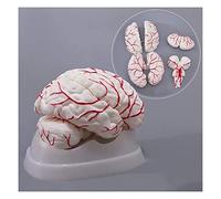 Modello anatomico, Modello anatomico del Cervello Modello del Cervello Umano Modello dell'arteria cerebrale Anatomia del
