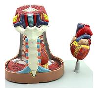 modello anatomico, Modello anatomico del cuore, sterno, timo e mediastino, anatomia, modello sistema respiratorio, accessori didattici ricerca