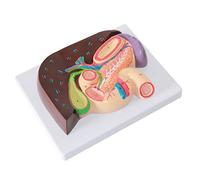 modello anatomico, Modello anatomico del fegato, modello di epatopancreas, duodeno, cistifellea e pancreas, dipartimento digestivo for l'aula medicina scientifica