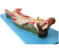 Modello anatomico, Modello anatomico della Colonna vertebrale Umana, Modello del Nervo spinale nel Cervello del Canale s