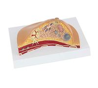 Modello anatomico, Modello anatomico della lesione del seno, modello anatomico della struttura del seno, grande naturale, utilizzato for la ricerca medica, visualizzazione didattica dell'anatomia