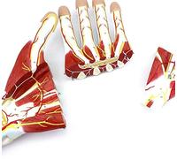 Modello anatomico Modello anatomico della Mano con Costruzione neurovascolare - Ingrandimento in 2 direzioni 3 Parti piegate modalità Anatomica Rimovibile Mano Umana