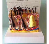 Modello anatomico, Modello anatomico della pelle di cane malato, modello di pelle di animale, modello didattico di animali for sussidi didattici for l'insegnamento dello studio