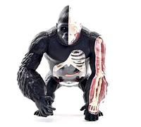 Modello anatomico, Modello anatomico della struttura dell'organo della scimmia Silverback - Materiale plastico staccabile modello di insegnamento medico Aiuto alla formazione educativa