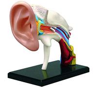 Modello anatomico Modello anatomico dell'orecchio Umano 4D, 22 Parti, Che Mostra Le Principali regioni dell'orecchio, Modello di Simulazione Professionale della Struttura dell'orecchio Inter