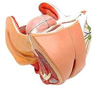 modello anatomico, Modello anatomico dell'utero riproduttivo interno ed esterno urinario femminile - modello di pianificazione familiare utilizzato for l'insegnamento e l'istruzione medica