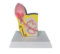 Modello Anatomico Modello Anatomico Del'orecchio Del Cane Modello Di Organo Animale Materiale In PVC Anatomia Del Cane Insegnamento Modello Didattico