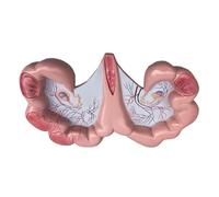Modello Anatomico Modello Anatomico Del'utero Di Maiale, Organo Riproduttivo Animale For La Fisiologia Modello Didattico