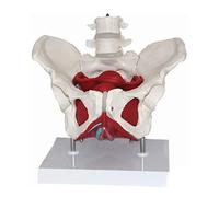 modello anatomico, Modello anatomico di bacino e perineo femminile con due vertebre