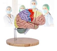 Modello anatomico, Modello anatomico di cervello umano in 4 parti, con etichette e base display, codificato a colori, a grandezza naturale, for esposizione in aula di scienze