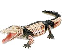 modello anatomico, Modello anatomico di coccodrillo con visione 4D
