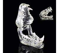 Modello anatomico, Modello anatomico di dente cane Stampo canino della mascella canina trasparente Demo insegnamento Odontoiatria animale Insegnamento regalo medico