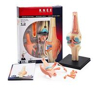 Modello anatomico, Modello anatomico di organi articolari del ginocchio umano for puzzle didattico medico assemblaggio fai-da-te giocattoli sussidi didattici medici e strumenti didattici