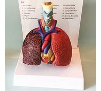 Modello anatomico, Modello anatomico di organo umano Laringe Modello cuore e polmone Modello sistema respiratorio umano Gola Modelli medici Modello in PVC Modello cardiaco Supporto nell'istruzione