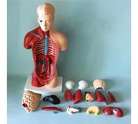 modello anatomico, Modello anatomico di torso maschile umano da 28 cm, modello organi interni, 15 pezzi divisibili, utilizzato for l'insegnamento medico e for la prima infanzia