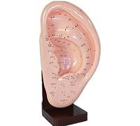 Modello anatomico, Modello anatomico for agopuntura dell'orecchio da 8,6 pollici - for agopuntura medica e punti di agopuntura Modello del corpo umano meridiano, aiuto alla formazione medica educativa
