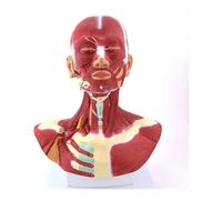 Modello Anatomico, Modello Anatomico Medico dei Muscoli della Testa E del Collo Umano Modello Anatomico dei Muscoli della Testa E del Collo Modello Didattico di Anatomia per Dimostrazione Medica
