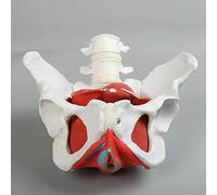 Modello anatomico, Modello anatomico medico del bacino femminile con organi rimovibili, in 6 parti, modello anatomico dei muscoli del pavimento pelvico a grandezza naturale for ausili didattici visivi