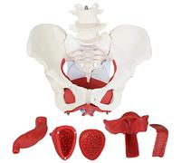 Modello anatomico, Modello anatomico medico di bacino femminile con organi rimovibili, in 6 parti, a grandezza naturale for ausili didattici visivi