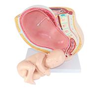 modello anatomico, Modello anatomico medico di bacino femminile in gravidanza, feto 9 mesi, a grandezza naturale, con organi rimovibili, in 4 parti, dipinto a mano